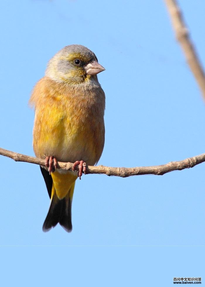 ���ȸ���񣬻�ɫ������߸���