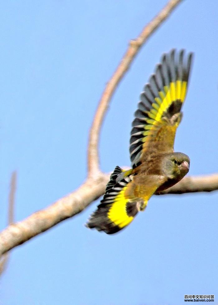 ���ȸ���裬���߸���