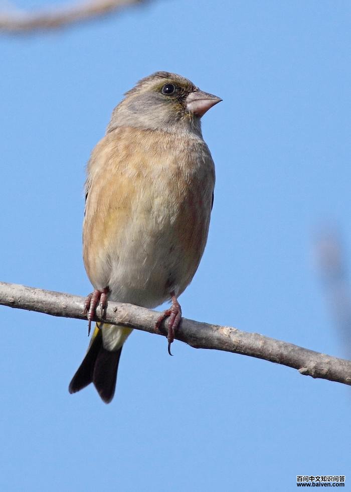 ���ȸ���񣬻�ɫ��ǳ�����߸���