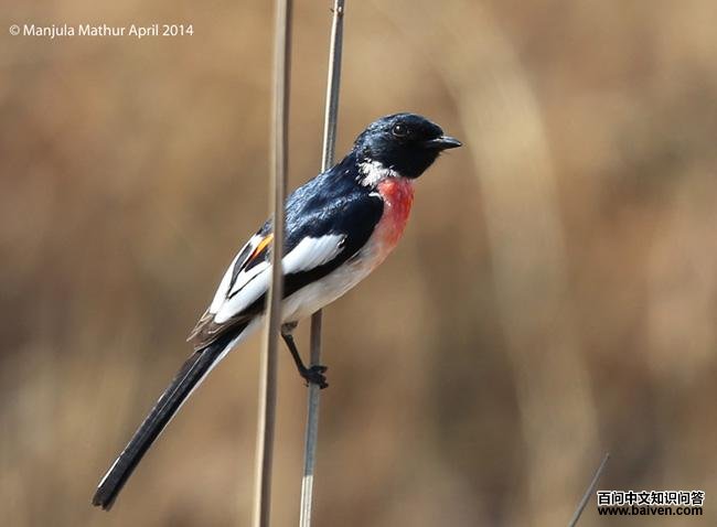 白腹山椒鸟 白腹山椒鸟的图片