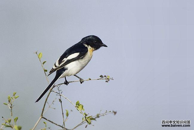 �׸�ɽ��������