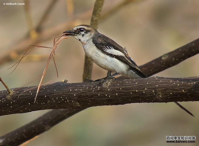 �׸�ɽ���񣺴���