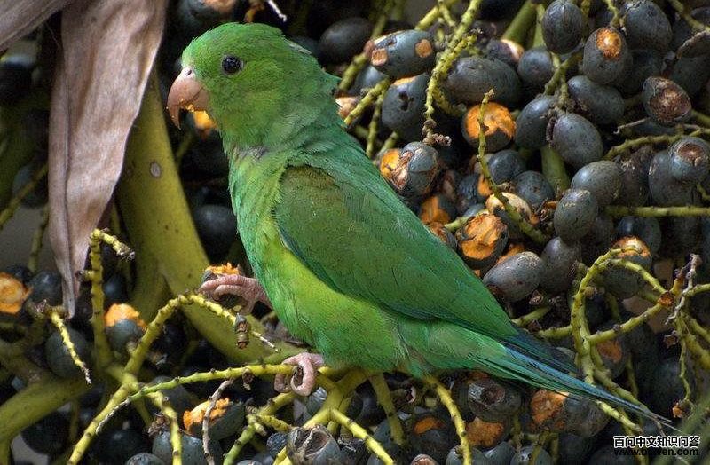 �����и�