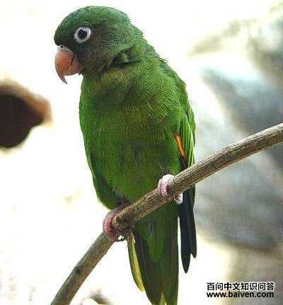 �����и�