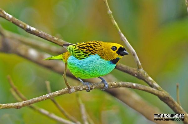 ����Ƽ���ȸ��ͼƬ