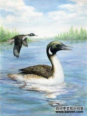 今鸟亚纲 今鸟亚纲的图片