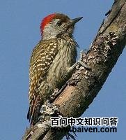 ����ľ��