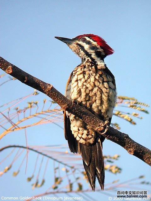金背三趾啄木鸟 金背三趾啄木鸟的图片