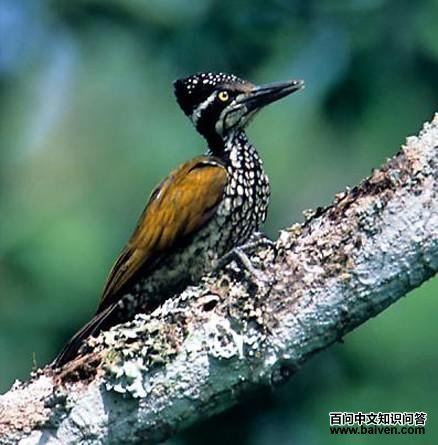 ����ֺ��ľ��