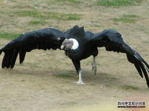 �����Ǹ�