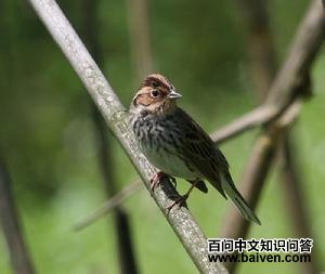 �����Ǹ�