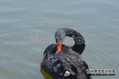 �����Ŀ��ͼƬ