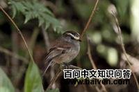 杰氏唧霸鹟 杰氏唧霸鹟的图片