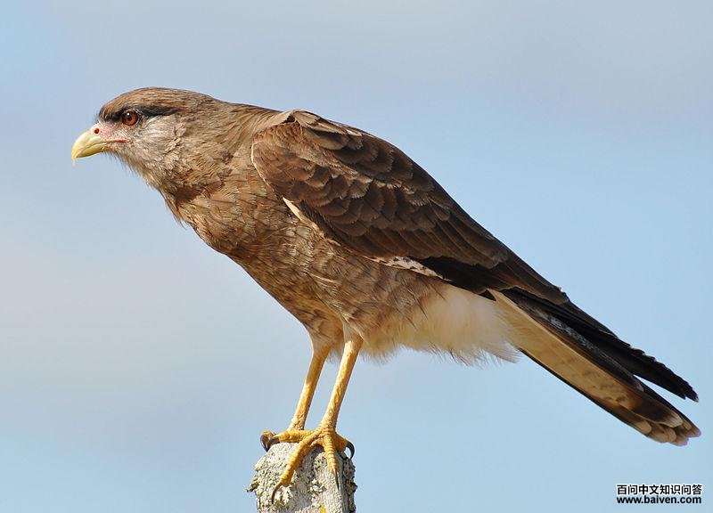 叫隼 叫隼的图片