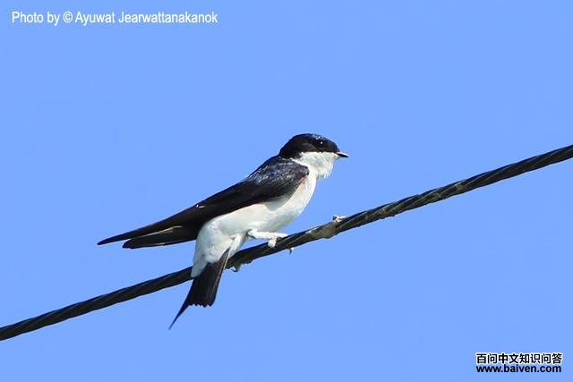 �׸�ë�����ͼƬ