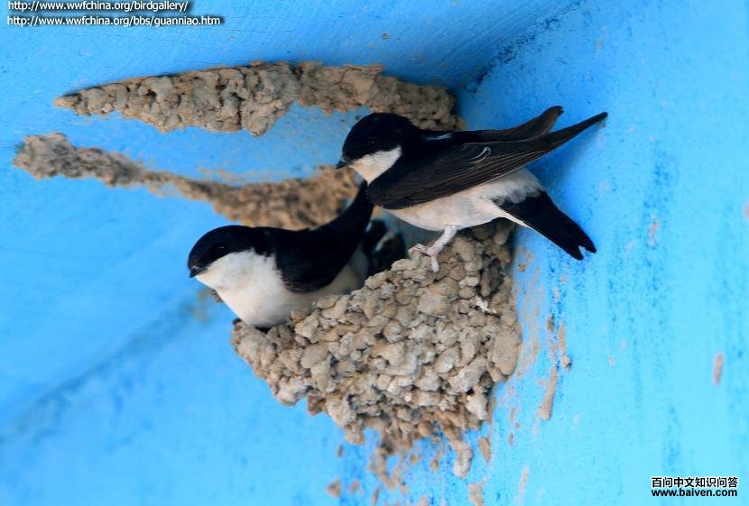 �׸�ë����