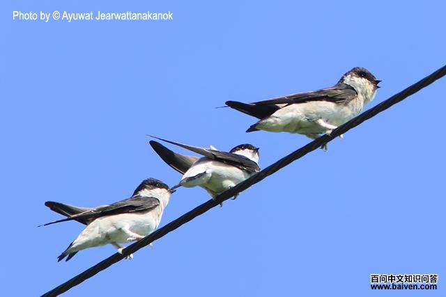 �׸�ë����