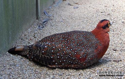 角雉属 角雉属的图片