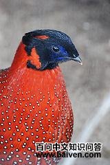 ���ؽ���