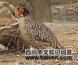 �Ƹ�����