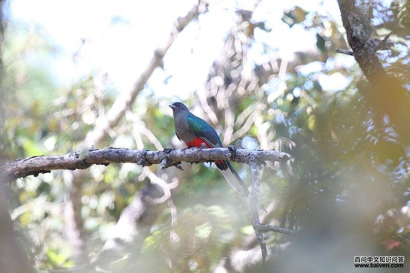 角咬鹃 角咬鹃的图片