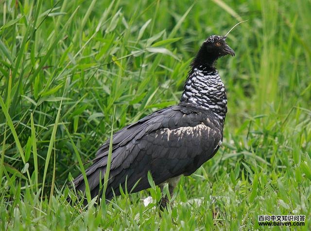 角叫鸭 角叫鸭的图片