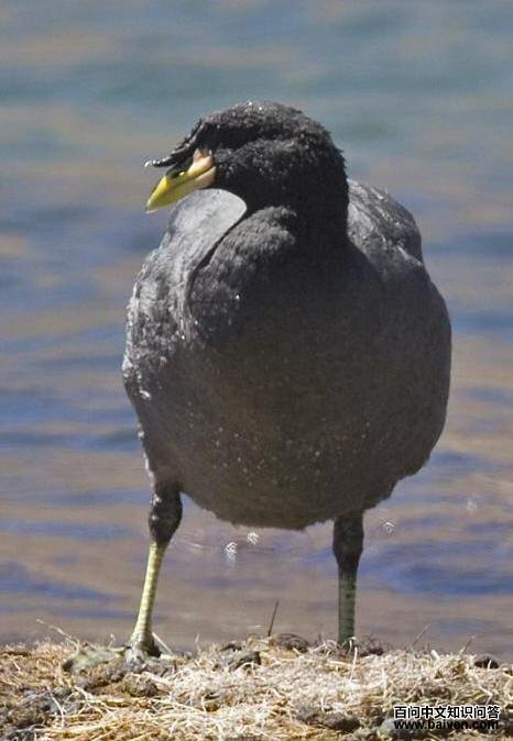 角骨顶 角骨顶的图片