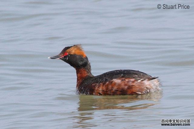 ���G�f��ͼƬ