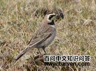 �ǰ�����