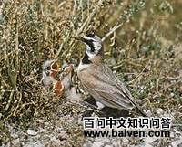 �ǰ�����