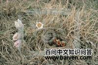 �ǰ�����