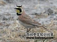 �ǰ�������ͼƬ