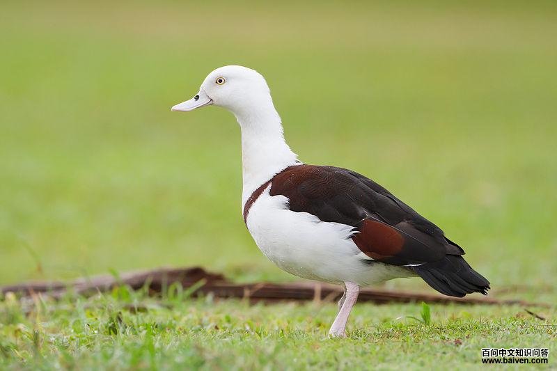 �׸���Ѽ��ͼƬ