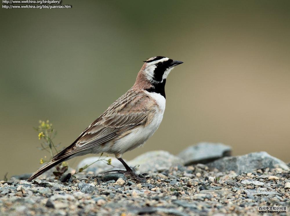 �ǰ����ͼƬ