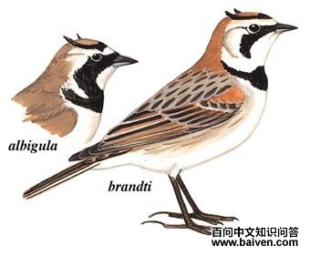 �ǰ��飺��̬����ͼ