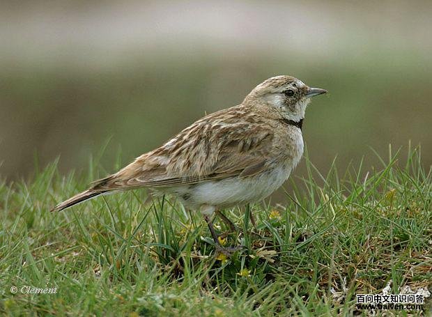 �ǰ��飺��������ӡ�ȣ�