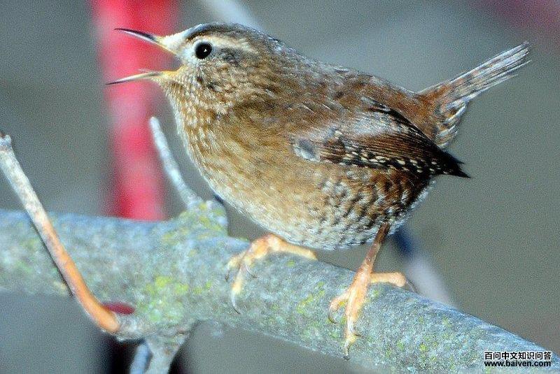 ��������ͼƬ