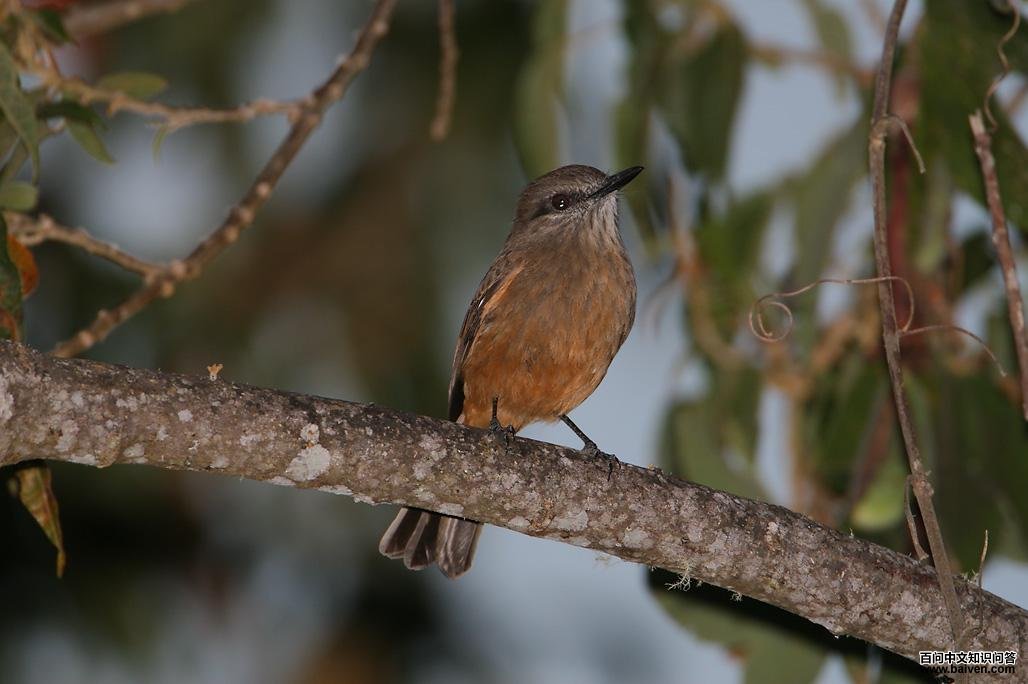 ��������ʥ������