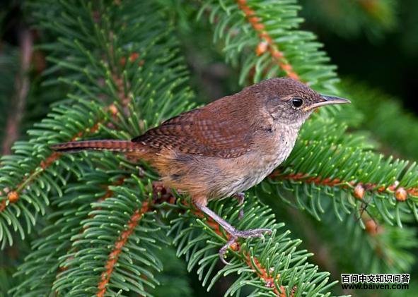 ��������ݺ����