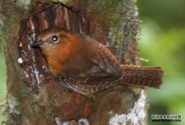 ����������ü����