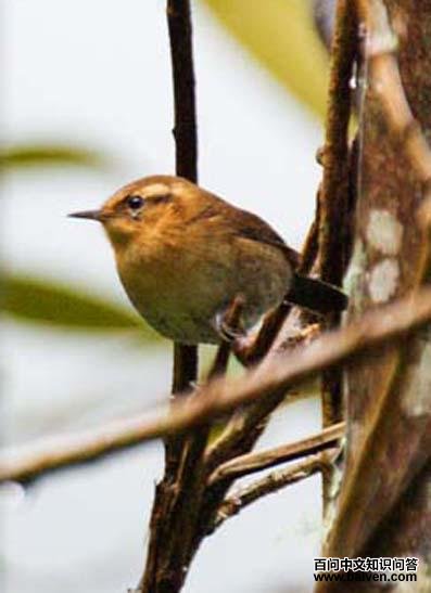 ��������ɽ����