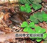 ̫ƽ������