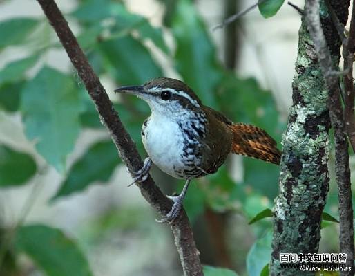 鹪鹩科 鹪鹩科的图片