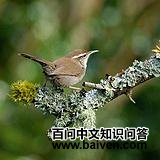 ������έ������