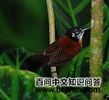 ����έ������