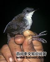 ҹݺ������