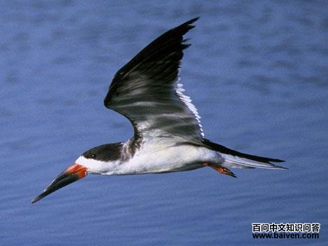 剪嘴鸥科 剪嘴鸥科的图片