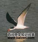 ����Ÿ��