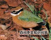 ��β�����l