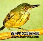 ��β�����l